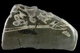 Jurassic, Marine Reptile Ribs In Cross-Section - England #132004-1